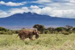 Amboseli