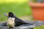 Amsel