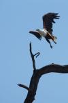 Schreiseeadler