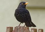 Kecke Amsel