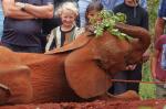 Sheldricks Elefantenwaisenhaus