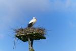 Storch1