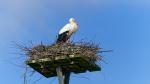 Storch2