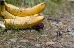 Vorsicht: Abstürzende Bananen
