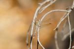 Yanchep National Park