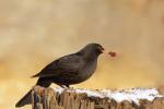 Werners Amsel