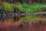 Herbst am Ufer