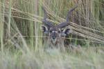 Sitatunga