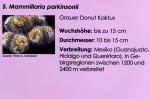 Beschreibung Mammillaria parkinsonii