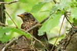 Brütende Amsel