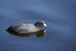 Tour um den de Wittsee oder Nex-7 mit SEL18-200