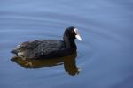 Tour um den de Wittsee oder Nex-7 mit SEL18-200