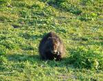 Müder Nutria