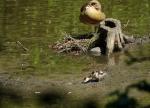 Nilgans mit Jungem