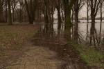 Hochwasser am Rhein