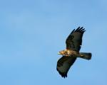 Bussard