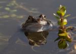 Frosch