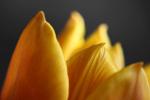 Tulpe