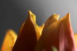 Tulpe