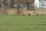 Rehe mit Sony  70-400 @ 400 mm