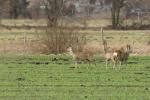 Rehe mit Sony  70-400 @ 400 mm -Ausschnitt-