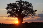 Baobab rennt vor die Sonne