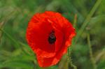 Mohn