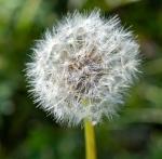 Pusteblume