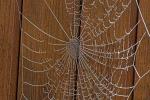 Spinnenwebe