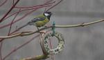 Vögel im Garten