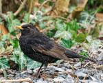 Amsel