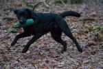 schwarzer Hund 6400 ISO wie 1600 ISO entwickelt