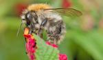 Hummel bei der Arbeit