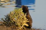 Nutria