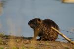 Nutria