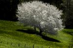 Frühling - 5 Minutenbearbeitung