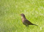 Amsel/w