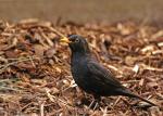 Amsel/m