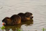 Nutria