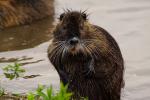 Nutria