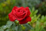 Rose (Minolta AF 25-85 (Ofenrohr))