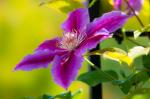 Clematis Dr Ruppel