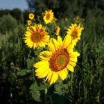 Sonnenblumen1