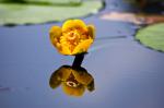 Spiegelung gelbe Seerose