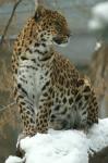 Gepard