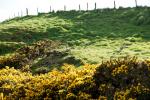 Hase in Gelb bei Dunottar Castle