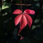 Blätter rot