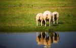 Drei Hintern im Abendlicht