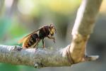 Hornisse im Fliederstrauch