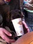 Hund im Cafe